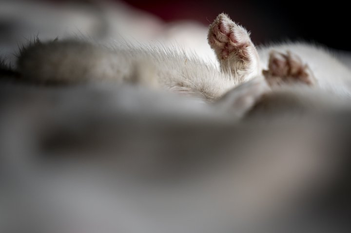 Milljónir minka hafa verið felldar í Danmörku síðustu vikur.