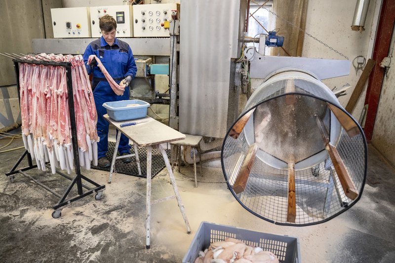 Minkum slátrað á Sjálandi í Danmörku. Mynd: EPA