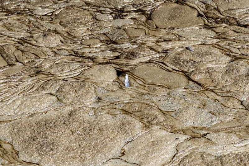 Fjöður flýtur ofan á olíumenguðum sjónum undan ströndum Kaliforníu. Mynd: EPA