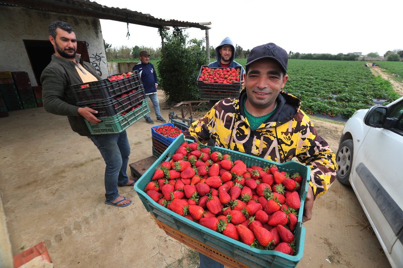 Jarðarber ræktuð í Túnis á leiðinni i gáma sem flytja þau til Evrópu. Mynd: EPA