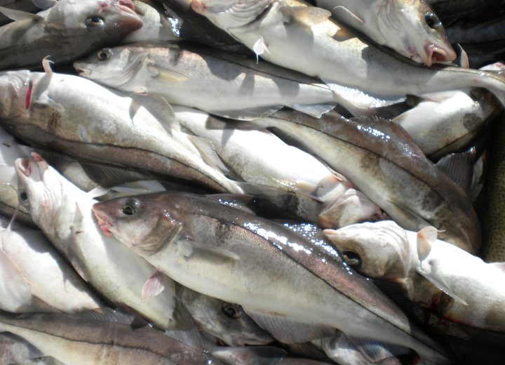 Forstjóri fyrirtækisins telur 7,8 milljarða kaup fyrirtækisins á Solo Seafood gera því kleift á að vera á aðalmarkaði