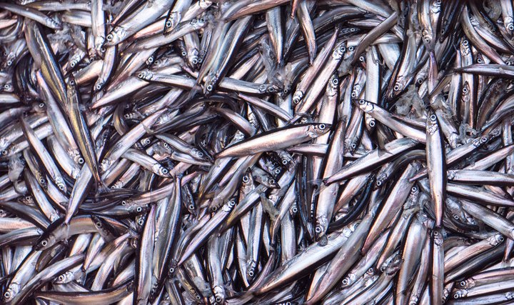 Loðnubrestur var 2019 og 2020. Hún var veidd á ný í ár og skilaði auknu verðmæti til útgerða.