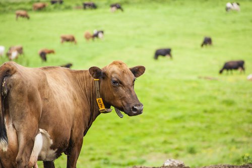 Ræktun repjuolíu fylgir aukaafurð sem er próteinríkt fóðurmjöl fyrir dýr. Mynd:Birgir Harðarson