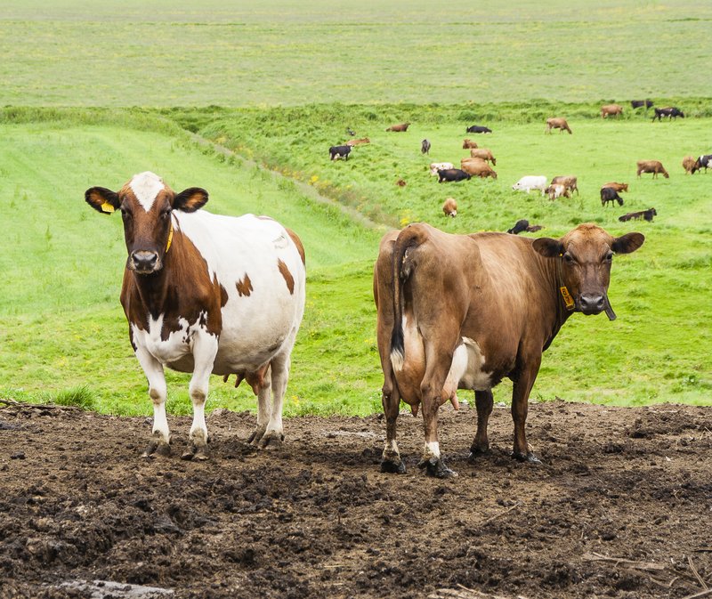 Mynd: Birgir Þór Harðarsson