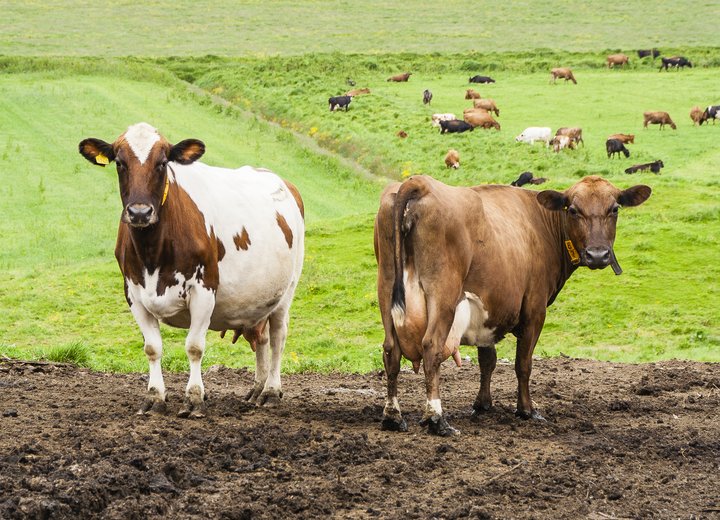 Mikið metan verður til í maga kúa.