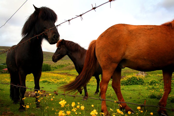 Þessi mynd er úr safni og tengist efni fréttarinnar ekki með beinum hætti.