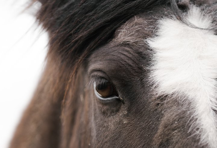 Lög um velferð dýra hafa það að markmiði að vernda dýr gegn ómannúðlegri meðferð. Bannað er að ofbjóða kröftum dýrs eða þoli eða misbjóða dýrum á annan hátt.