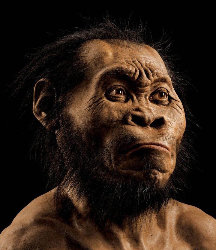 homonaledi_2.jpg