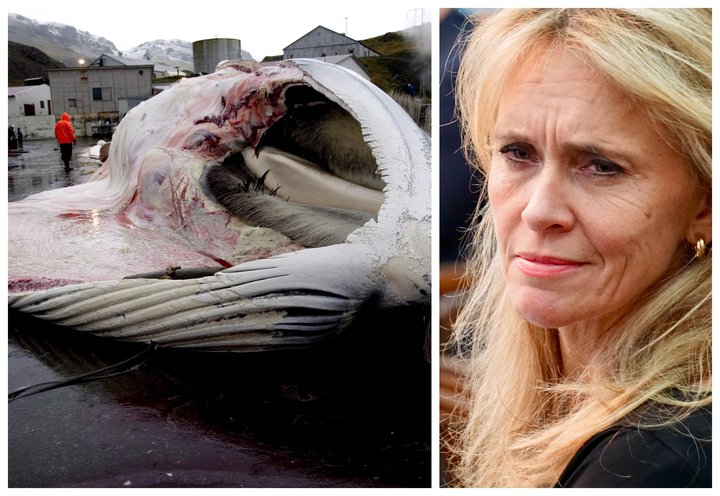 hvalveiðar Þorgerður Katrín