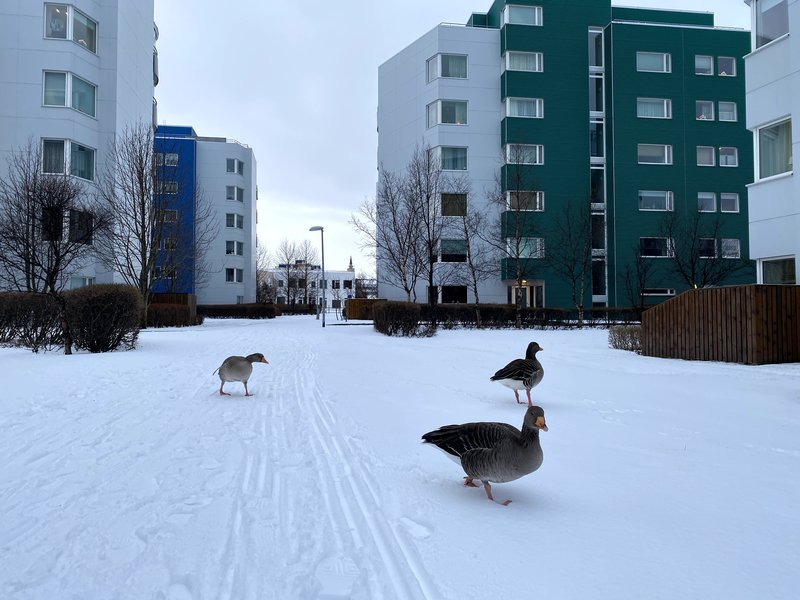 Ansi margir íbúar í Mánatúni eru ósáttir við fyrirhugaða uppbyggingu húsnæðis á reitnum við Sóltún 4, sem lengi hefur staðið auður. Mynd: Arnar Þór