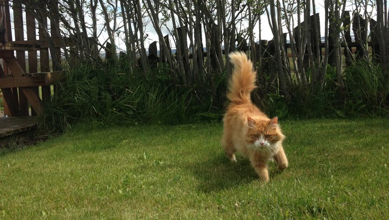 Málefni katta hafa færð frá meindýraeftirliti borgarinnar. Mynd: Arnar Þór