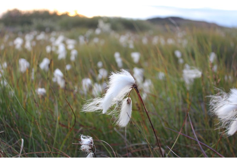 Votlendi á Mýrum í Borgarfirði. Mynd: Auður Önnu Magnúsdóttir.
