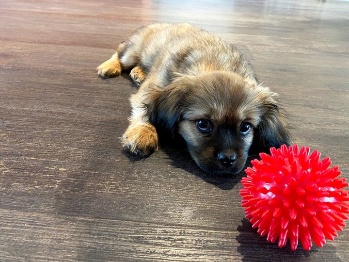 Gjöld fyrir hundahald í Reykjavík lækka um að allt að helming, hið minnsta til þriggja ára. Borgarfulltrúar eru ekki einhuga um hvort borgin eigi yfir höfuð að vera að velta sér upp úr hundahaldi borgaranna.
