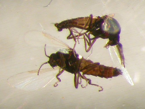 Lúsmý. Mynd: Erling Ólafsson