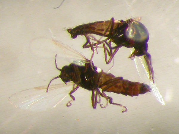 Lúsmý Mynd: Erling Ólafsson