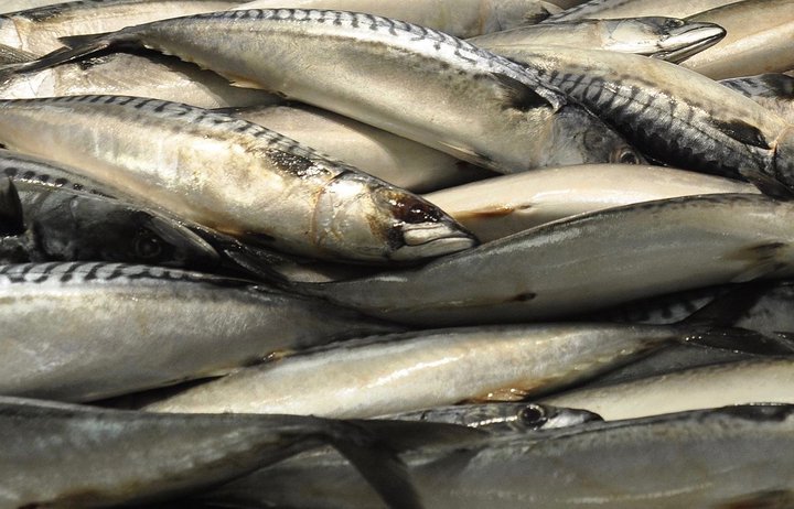 Makríll Mynd: Wiki Commons