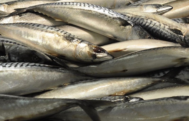 Á meðal þeirra tegunda sem Síldarvinnslan hefur veitt af miklum móð undanfarin ár er makríll. Mynd: Wiki Commons