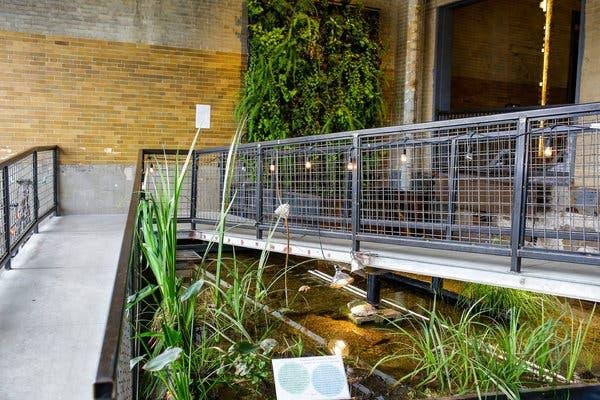 Hér er lítill matjurtagarður í skrifstofuhúsnæði. Lífrænn úrgangur frá ísframleiðanda í næsta húsi er nýttur sem jarðvegsbætir. Fallegt, hagkvæmt og umhverfisvænt.