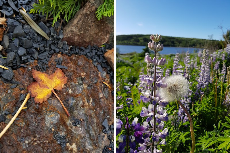 Þegar laufin falla að hausti, er skammdegið ekki komið. Við skulum ekki gefa því meiri tíma en það stelur þó frá okkur. Að sumri til njótum við svo aftur samverunnar, líkt og þessi túnfífill sem nálgast breytingaskeiðið og kíkti þarna í heimsókn.