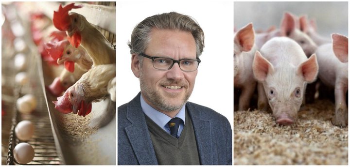 Ólafur Stephensen kjöt