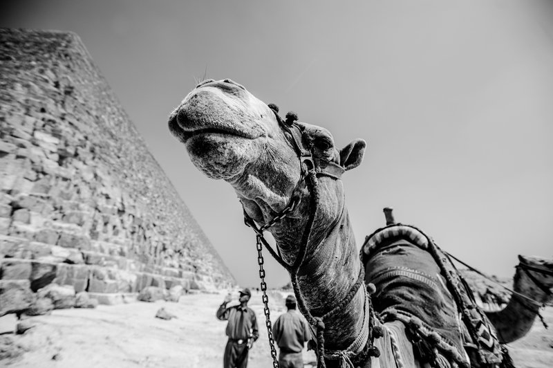 Píramídarnir í Giza hafa staðið á sínum stað í þúsundir ára. Mynd: Pexels