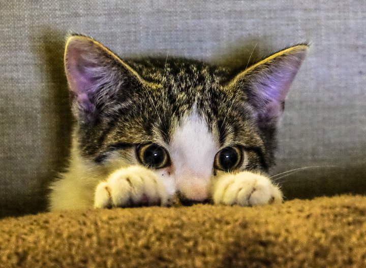 Þessi kisi er eitthvað hræddur; er eflaust að horfa á bíómynd sem er bönnuð innan 12.