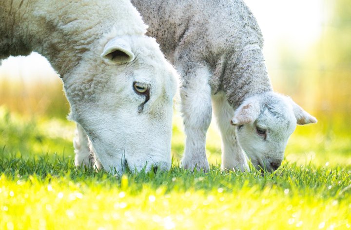 Nýsjálenskar kindur á beit.