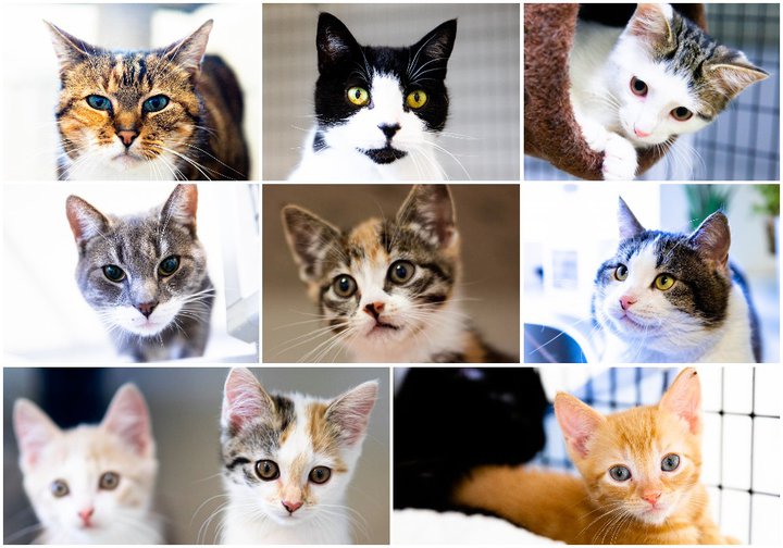 Kettir geta gefið eigendum sínum mikið með sinni mjúku nánd.