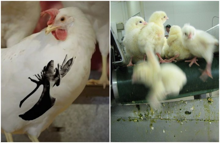 Gera má ráð fyrir að um 85 prósent varphæna á Íslandi séu með bringubeinsskaða. Helmingur allra varphænuunga sem hér klekjast úr eggjum eru aflífaðir dagsgamlir.