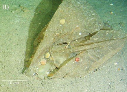 Þykk plastfilma sem fannst árið 2019 á 353 m dýpi á Reykjaneshrygg með áföstum samlokum (Bivalvia), möttuldýrum og burstaormum. Mynd: Hafró