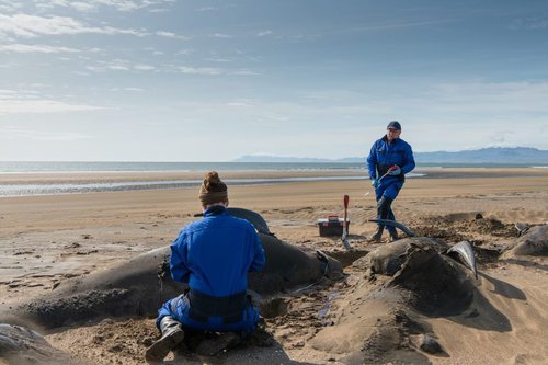 Starfsmenn Hafrannsóknastofnunar að skoða grindhvalavöðuna í sumar. Mynd: Hvalrannsóknarstofnun- Svanhildur Egilsdóttir