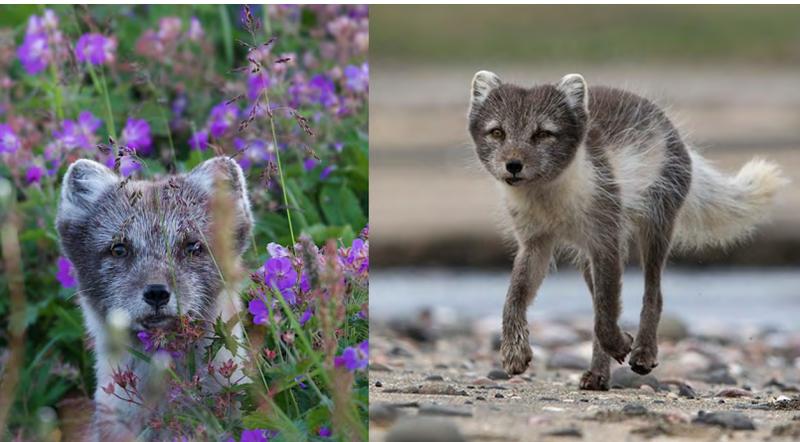 Hvíti steggurinn á Hesteyri 2017 (t.v) og 2019 (t.h.). Ljósm.: Phil Garcia.