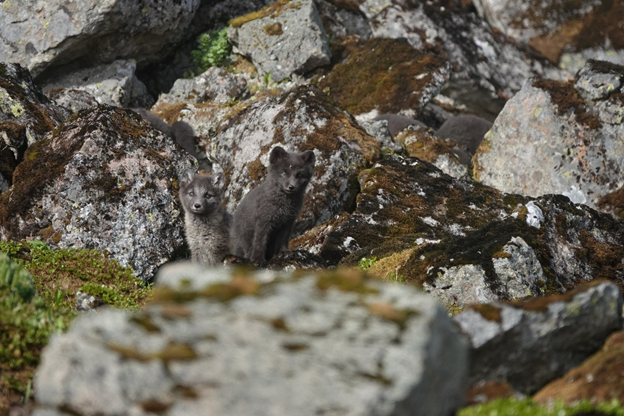 Tveir yrðlingar hvítu læðunnar. Mynd: Ester Rut Unnsteinsdóttir