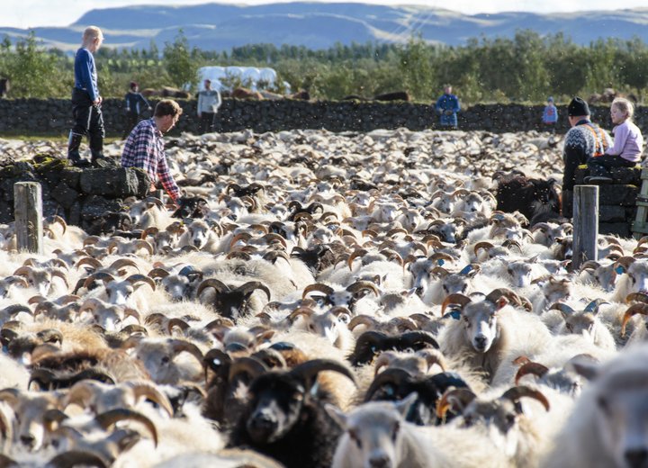 Tillögur ráðherra gera ráð fyrir að fé verði fækkað um 20 prósent. Áætlað er að um 450 þúsund kindur séu í landinu.