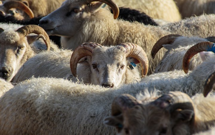 Grunnsviðsmyndin sem lögð er til grundvallar aðgerðum er varða landbúnað byggir á væntum breytingum á fjölda búfjár samkvæmt mati Umhverfisstofnunar auk 10 prósent fækkunar sauðfjár samkvæmt búvörusamningum við sauðfjárbændur.