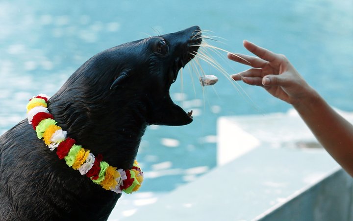 Í Hlaðvarpi Kjarnans um helgina er tenging sædýra og skattaskjóla meðal annars afhjúpuð.  