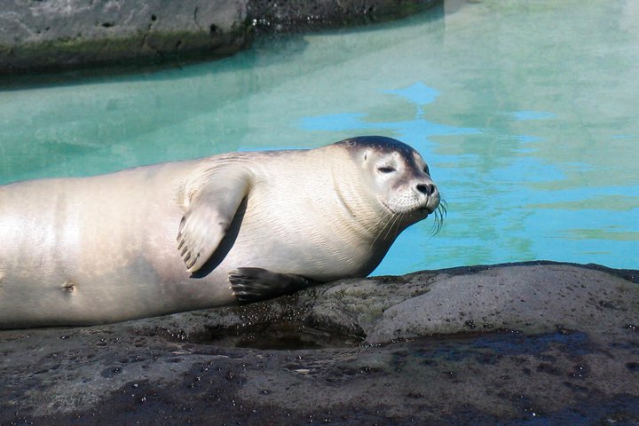 Selur að spóka sig.