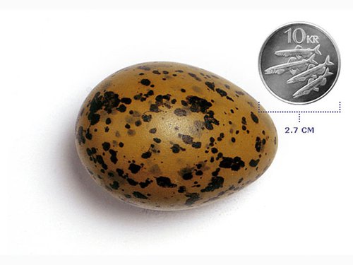 Sílamáfsegg. Mynd: Fuglavefur.is