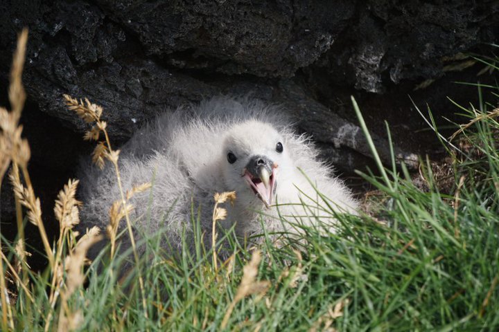 Fugl í Surtsey Mynd: Umhverfisstofnun