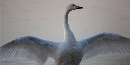 Svanur Kristjánsson.