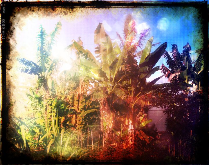 the banana garden 2.jpg