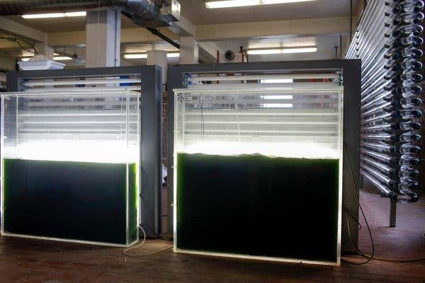 Þörungarækt fer hratt vaxandi í matvælaiðnaði og hægt að búa til ýmsar hollar, bragðgóðar og próteinríkar matvörur úr þörungum.