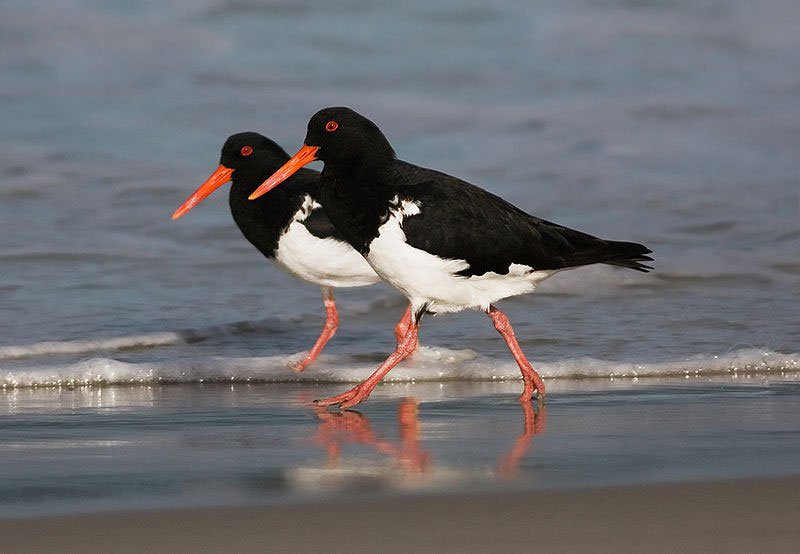 Vel er þekkt að tjaldar komist á fertugsaldur. Og ef allt gengur vel halda pörin tryggð. Mynd: Vísindavefurinn